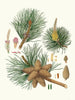 Pinus rigida - Aylmer Bourke Lambert — weergave van het kunstwerk
