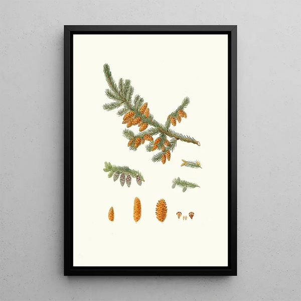Aylmer Bourke Lambert - Pinus rubra Newfoundland red pine.webp