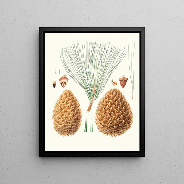 Aylmer Bourke Lambert - Pinus sabiniana Great pricklyconed pine Digger pine.webp