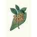 Reproductie van het schilderij Quercus grandifolia Grotebladige magnoliaboom - Aylmer Bourke Lambert