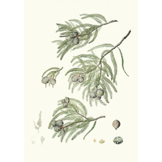 Aylmer Bourke Lambert - Taxodium distichum Deciduous cypress.webp