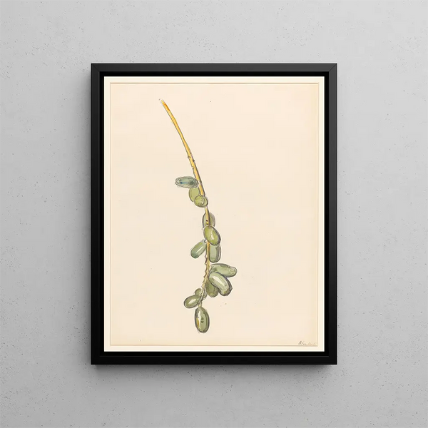 Barbara Elisabeth van Houten - Takje van een dadelpalm met groene vruchten.webp