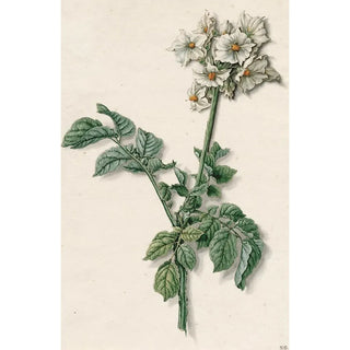 Barend Hendrik Thier - Bloeiende aardappelplant.webp