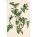 Sarrasin en fleur - Barend Hendrik Thier — weergave van het kunstwerk
