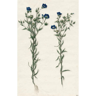 Barend Hendrik Thier - Vlas.webp
