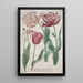 Reproduction of the painting Tulips - Bartholomäus Seutter