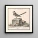 van de Grijze Merel Motacilla alba - Anselmus Botius de Boodt — ingelijst kunstwerk aan de muur