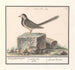 van de Grijze Merel Motacilla alba - Anselmus Botius de Boodt — weergave van het kunstwerk