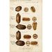 Carya illinoinensis - Bertha Heiges — artwork view
