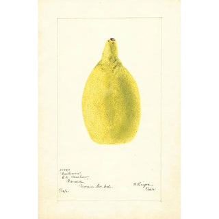 Bertha Heiges - Citrus aurantiifolia Castleman.webp