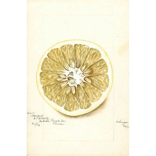 Bertha Heiges - Citrus paradisi Standard.webp