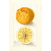 Reproduction of the painting Citrus sinensis Washington Navel - Bertha Heiges