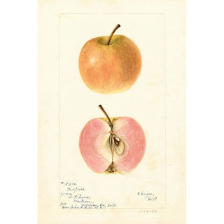 Bertha Heiges - Malus domestica Surprise.webp