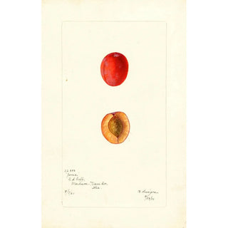 Bertha Heiges - Prunus domestica Jones.webp