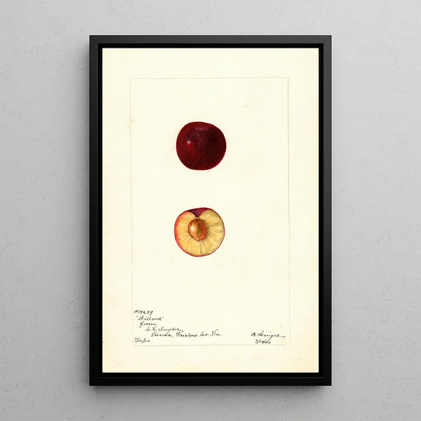 Prunus domestica Willard - Bertha Heiges — ingelijst kunstwerk aan de muur