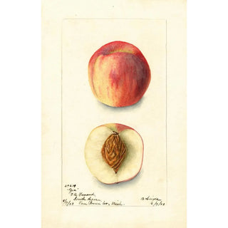 Bertha Heiges - Prunus persica Zea.webp