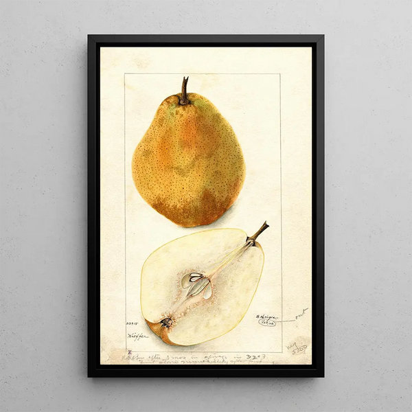 Reproductie van het schilderij Pyrus communis Kieffer - Bertha Heiges