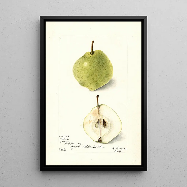 Pyrus communis Wiest - Bertha Heiges — ingelijst kunstwerk aan de muur