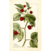 Rubus Cuthbert - Bertha Heiges — weergave van het kunstwerk