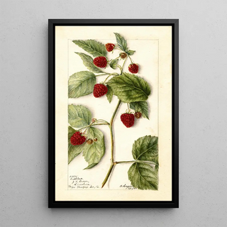 Bertha Heiges - Rubus Cuthbert.webp