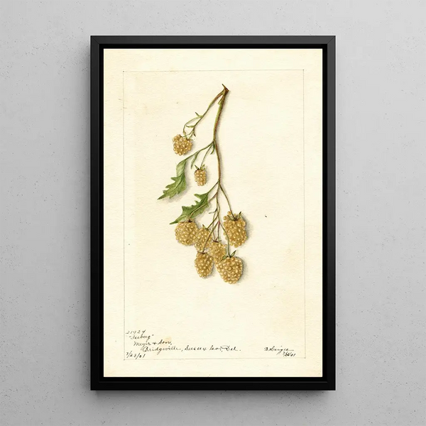 Rubus Iceberg - Bertha Heiges — ingelijst kunstwerk aan de muur