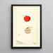 Reproduction of the painting Solanum aviculare - Bertha Heiges