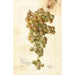 Vitis Palomino - Bertha Heiges — weergave van het kunstwerk