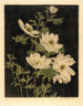 Anemonen - Bertha Jaques — weergave van het kunstwerk