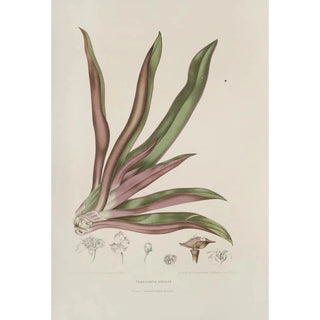 Berthe Hoola van Nooten - Fleurs fruits et feuillages choisis de lille de Java Pl05.webp