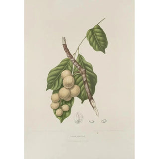 Berthe Hoola van Nooten - Fleurs fruits et feuillages choisis de lille de Java Pl08.webp