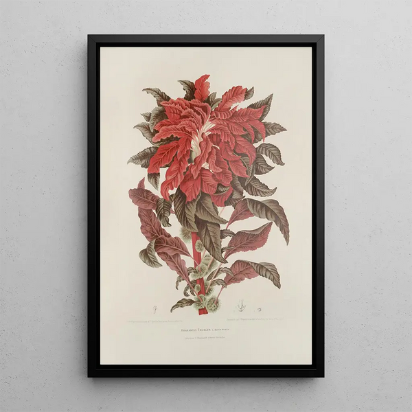 Berthe Hoola van Nooten - Fleurs fruits et feuillages choisis de lille de Java Pl13.webp