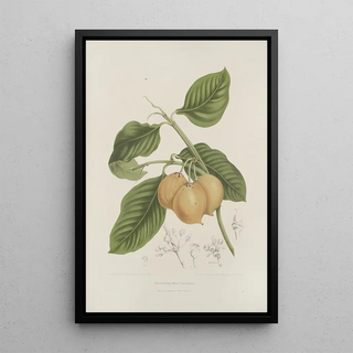 Berthe Hoola van Nooten - Fleurs fruits et feuillages choisis de lille de Java Pl15.webp