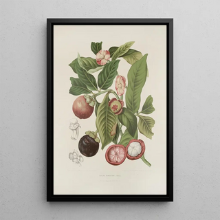 Berthe Hoola van Nooten - Fleurs fruits et feuillages choisis de lille de Java Pl16.webp