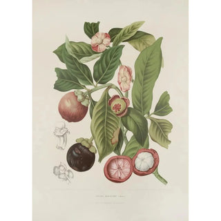 Berthe Hoola van Nooten - Fleurs fruits et feuillages choisis de lille de Java Pl16.webp