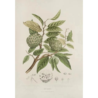 Berthe Hoola van Nooten - Fleurs fruits et feuillages choisis de lille de Java Pl19.webp