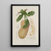 Reproductie van het schilderij Bloemen, fruit en bladeren uit het eiland Java Pl26 - Berthe Hoola van Nooten