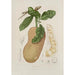 Reproductie van het schilderij Bloemen, fruit en bladeren uit het eiland Java Pl26 - Berthe Hoola van Nooten