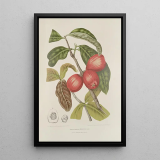 Berthe Hoola van Nooten - Fleurs fruits et feuillages choisis de lille de Java Pl30.webp