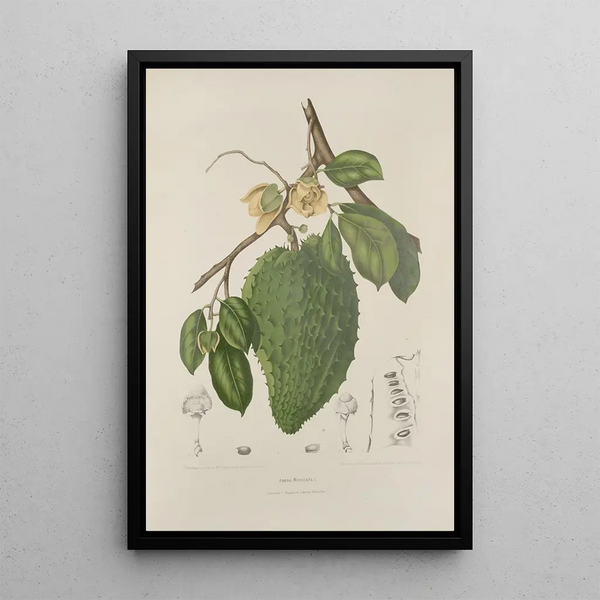 Berthe Hoola van Nooten - Fleurs fruits et feuillages choisis de lille de Java Pl39.webp