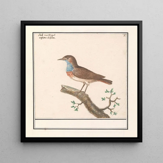 Blauwborst Luscinia svecica - Anselmus Botius de Boodt