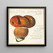 Boletus ustulatus Paulet 3 - Hans Walty — ingelijst kunstwerk aan de muur