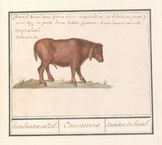 Bovin brésilien Bos taurus bresilaensen os Ezel Taurasinus taurane du Brésil - Anselmus Botius de Boodt