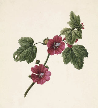 Branche avec des fleurs violettes - M de Gijselaar