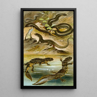 Bruno Drigen - Lacerta vivipara Triton cristatus Anguis fragilis.webp