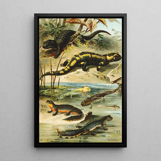 Bruno Drigen - Salamander maculosa Salamander atra Triton alpestris.webp