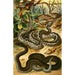 Vipera berus - Bruno Drigen — weergave van het kunstwerk
