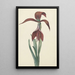 Reproductie van het schilderij Amaryllis Formosissima - CJ Kruimel