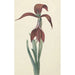 Reproductie van het schilderij Amaryllis Formosissima - CJ Kruimel