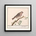 Carduelis flammea - Anselmus Botius de Boodt — ingelijst kunstwerk aan de muur