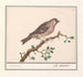 Carduelis flammea - Anselmus Botius de Boodt — weergave van het kunstwerk
